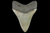 Serrated, Fossil Megalodon Tooth - Killer Tooth #142353-2